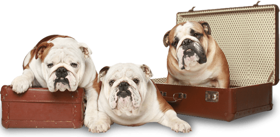 Home | Huskerland Bulldogs AKC Registered | English & French Bulldog Puppies on sale