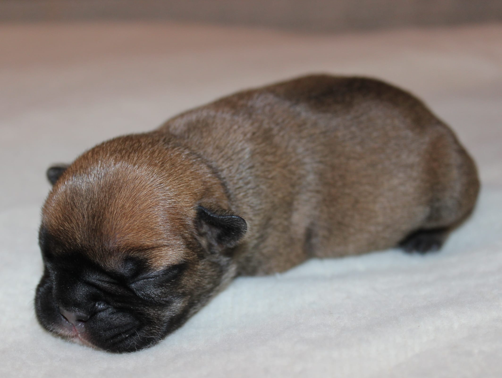New Puppy Checklist