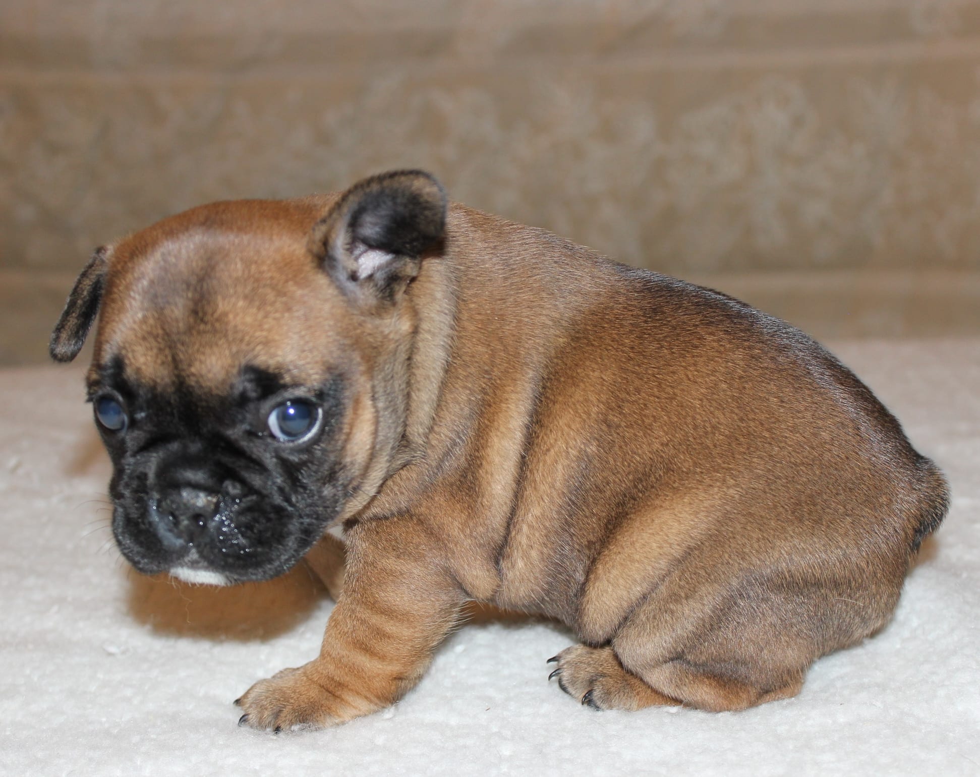 French Bulldogs Facts | French Bulldog Puppies for Sale