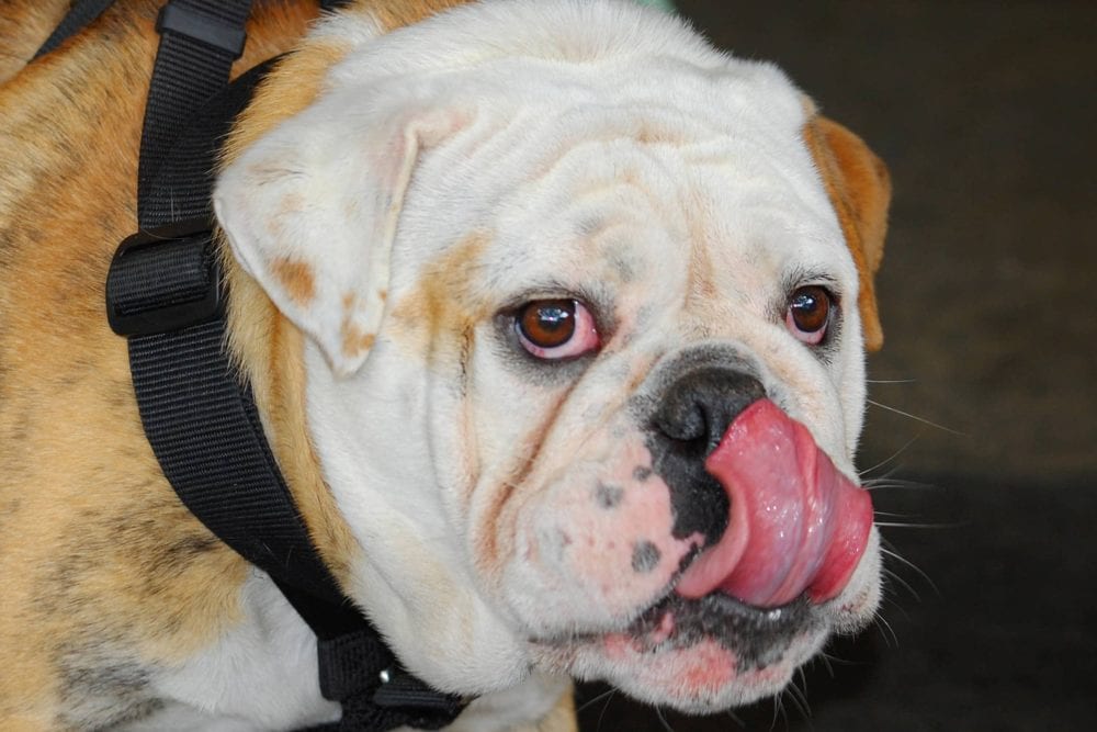 English Bulldogs Skin Irritations English Bulldog Puppies on Sale