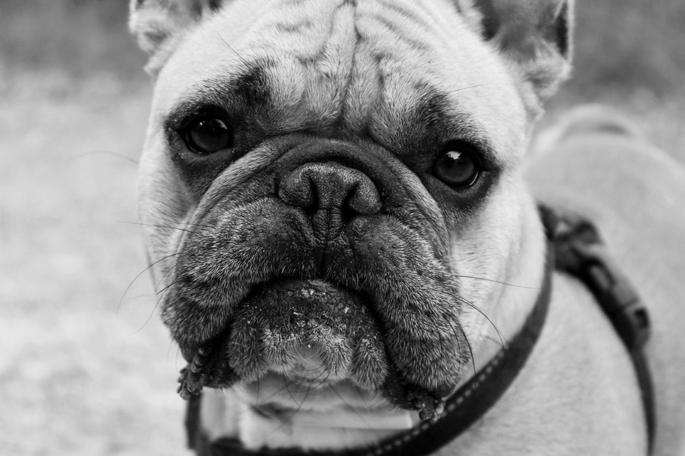 French Bulldog VS. English Bulldog - Which Is Right For You? Bulldog Puppies For Sale