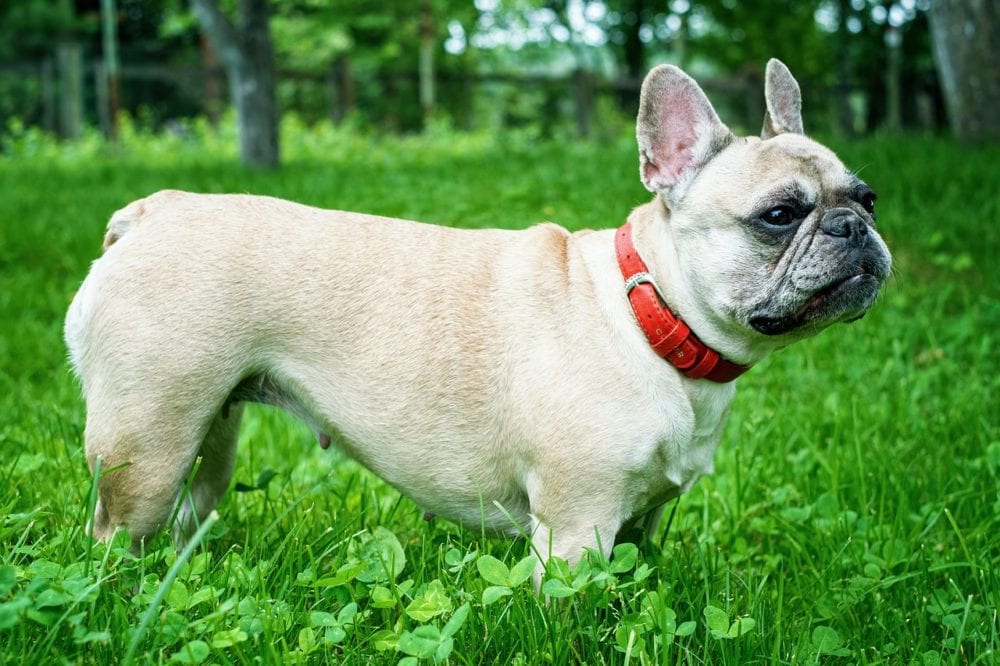 French Bulldog ideal weight French Bulldog Puppies For Sale