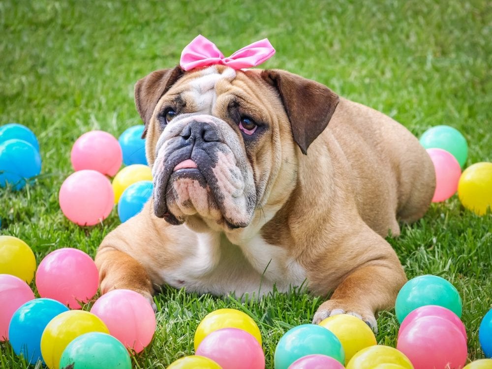 7 Senior Bulldog Care Tips To Keep Your Pet Happy