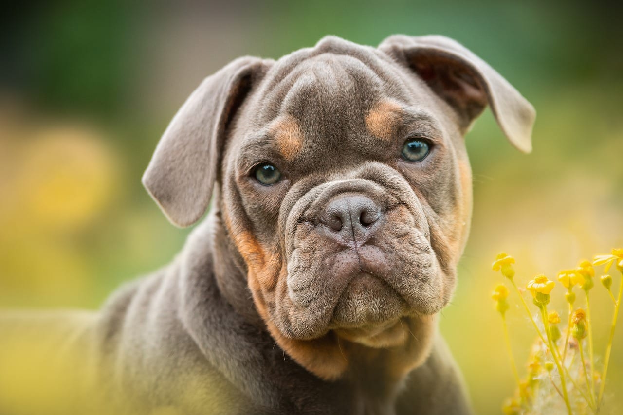 Different Types of Bulldogs