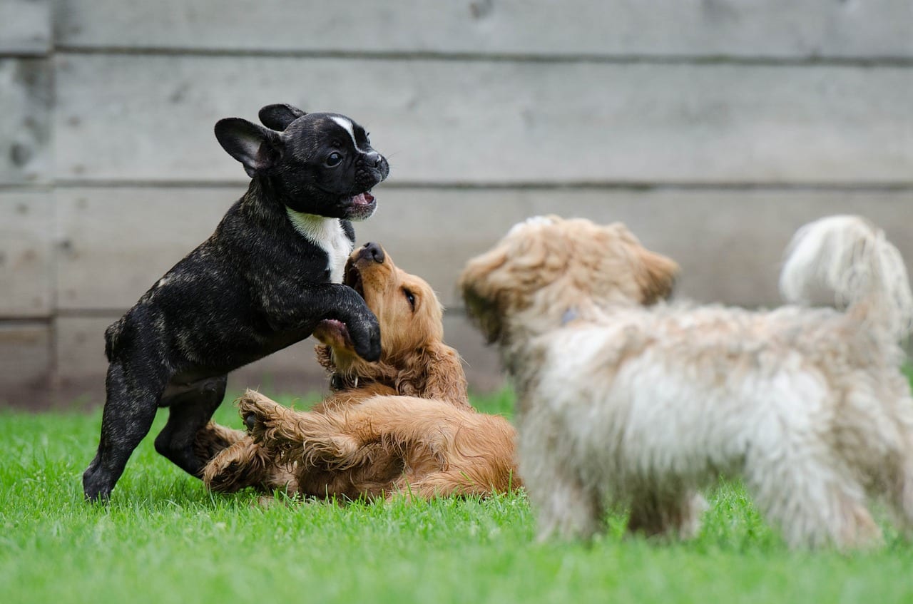 French Bulldogs Colors & patterns