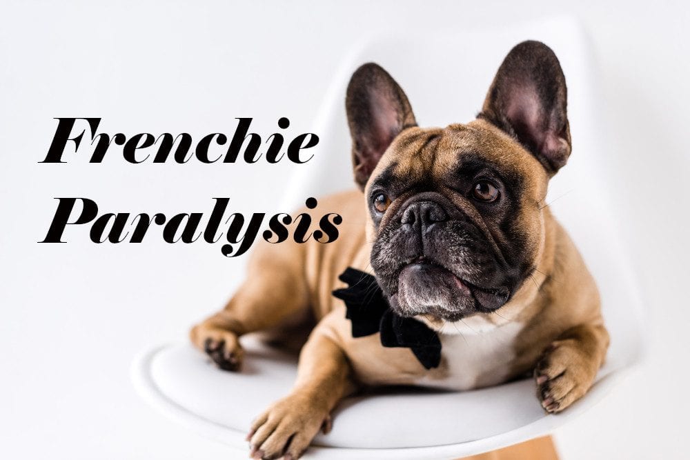 French Bulldog Paralysis Signs | Huskerland Bulldogs | Puppies For Sale
