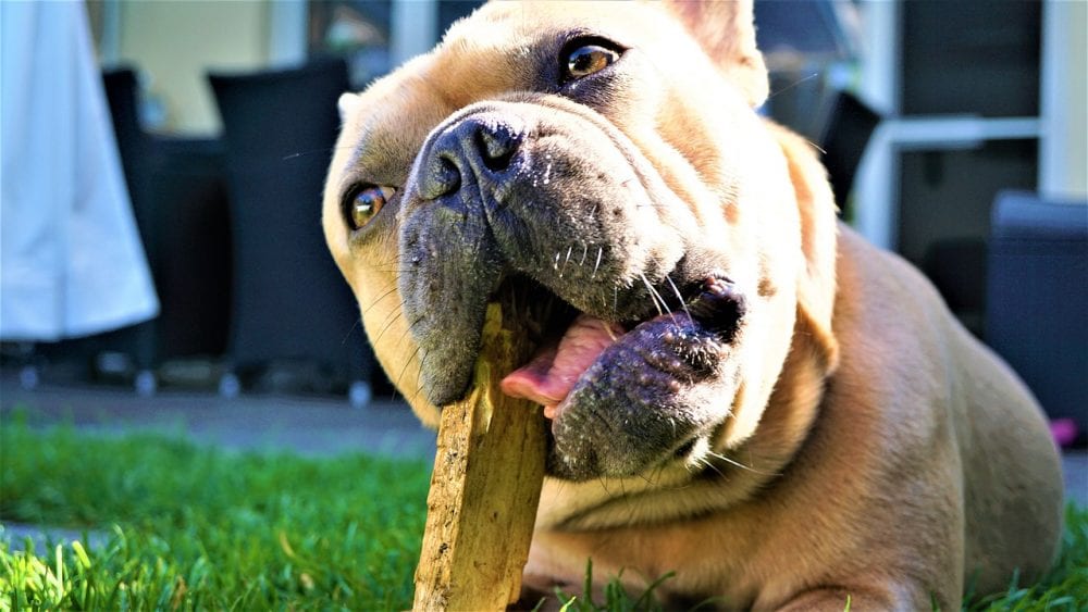 French Bulldog Puppy Socialization | Huskerland Bulldogs | Puppies Sale