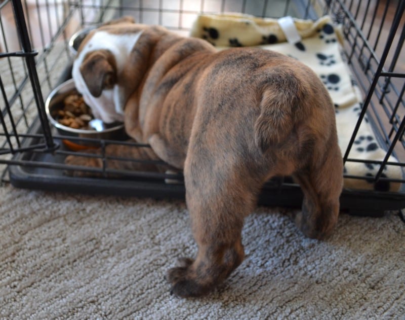 Benefits of Crate Training