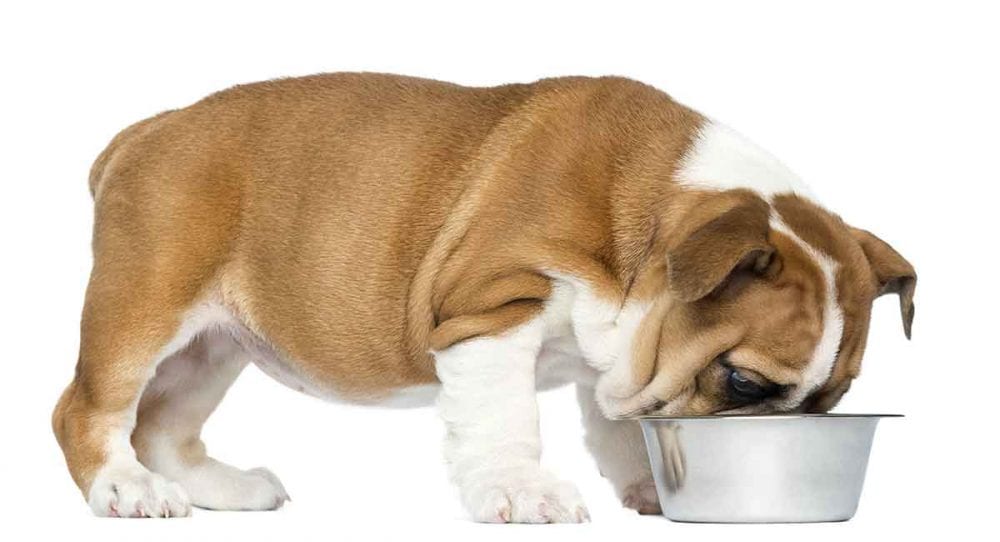 How to Stop Your Bulldog From Eating Too Fast?