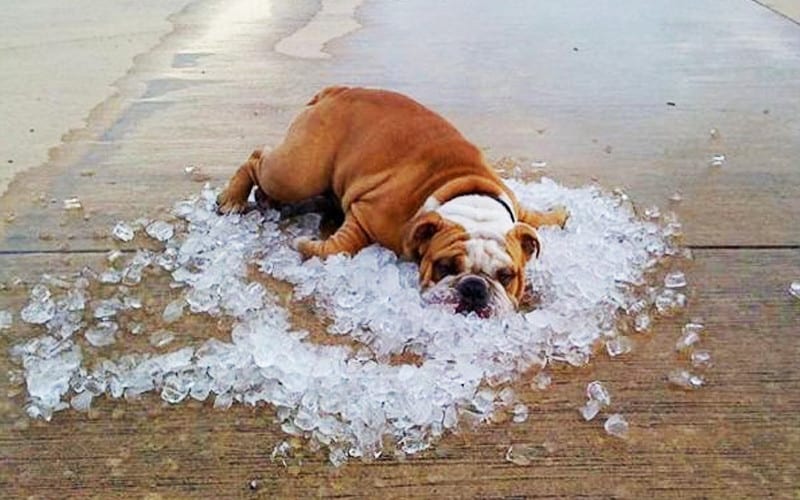items to Keep your Bulldog Cool This Summer
