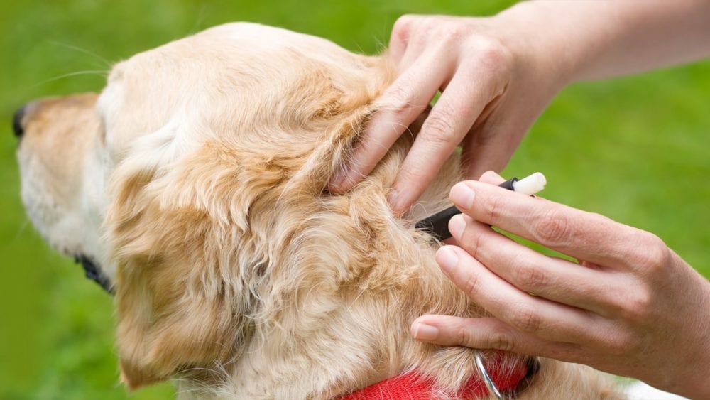 Ways To Prevent Ticks on Your Dog